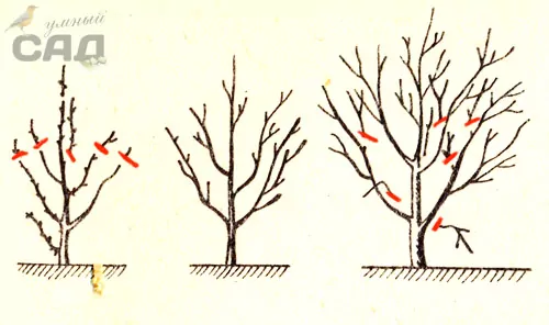Схема обрезки молодой вишни