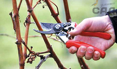 Принципы обрезки винограда осенью