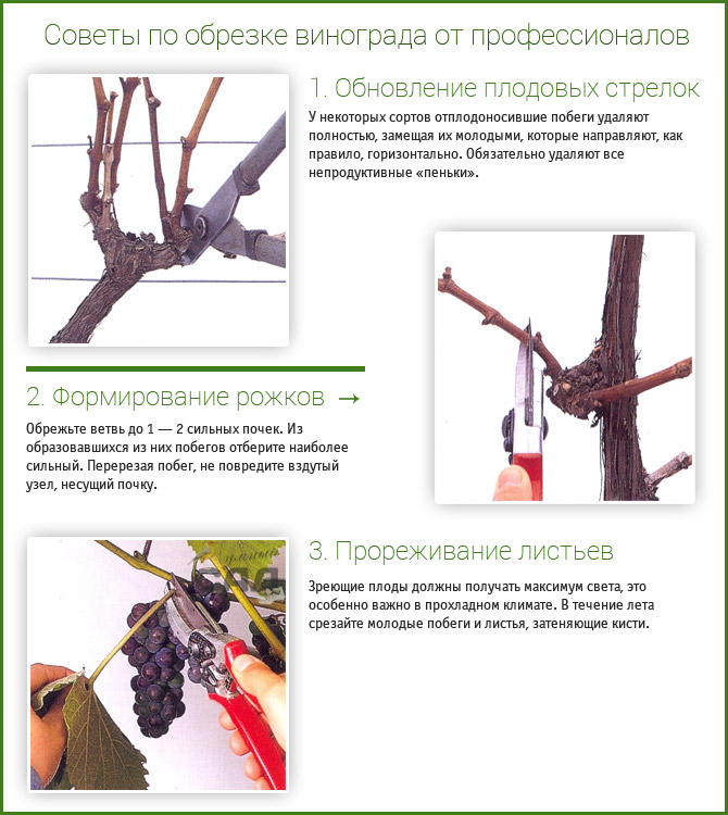 советы по обрезка винограда осенью