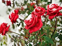 kak pravilno ukryt rozy na zimu osenju sovety cvetovodov videomaterialy 5acbd97