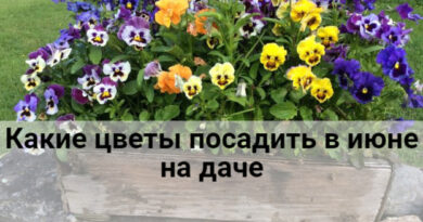 kakie cvety posadit v ijune dc4e012