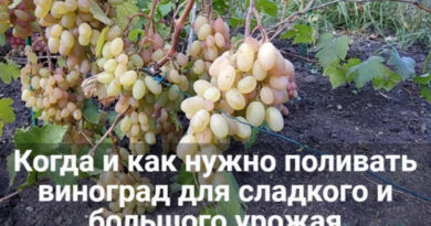kogda i kak nuzhno polivat vinograd dlja sladkogo i bolshogo urozhaja 67877fa