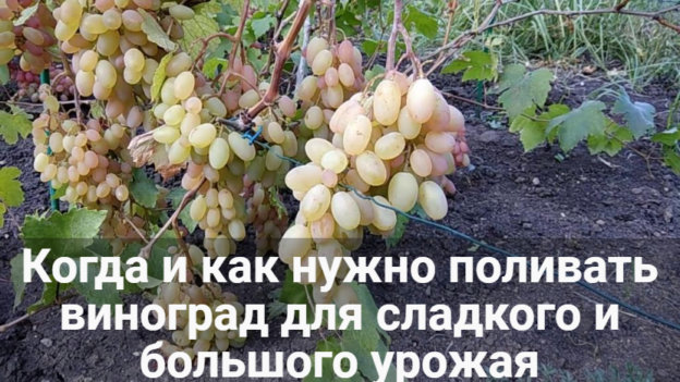 kogda i kak nuzhno polivat vinograd dlja sladkogo i bolshogo urozhaja 67877fa