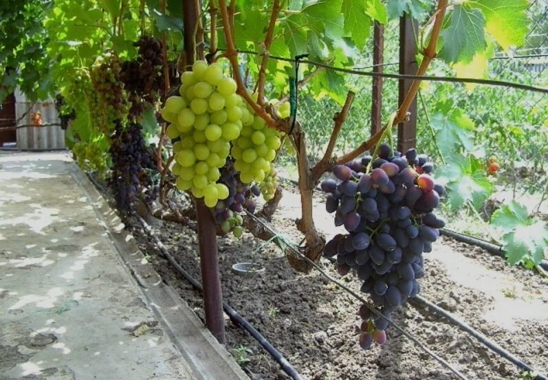 Когда полив винограда уменьшаем