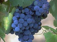 luchshie sorta vinograda dlja podmoskovja sibiri i urala obzor luchshih sortov s foto 8a275b7