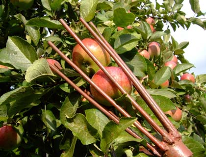 приспособление для сбора яблок