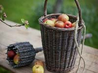 приспособление для съема яблок с дерева