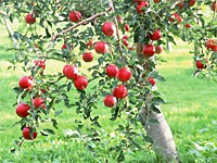 лучшие сорта яблонь для сибири и урала