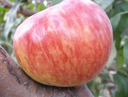 сорт яблонь осенние полосатые для сибири