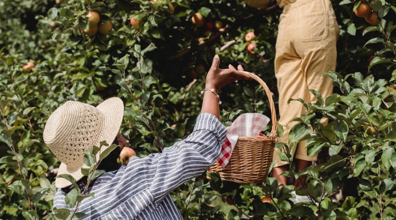 gardener harvesting apples with daughter in garden